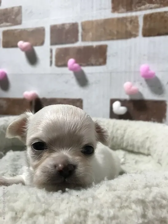 ID：1808-00819の子犬