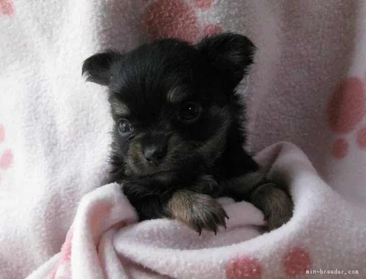 ID：1807-00679の子犬