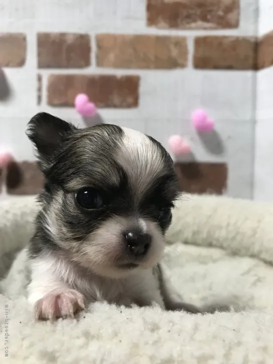 ID：1808-00426の子犬