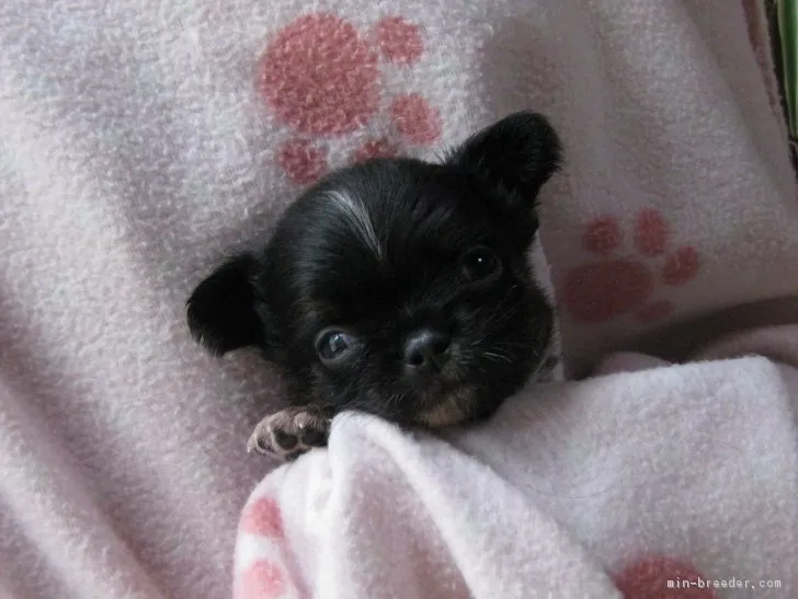 ID：1807-00678の子犬