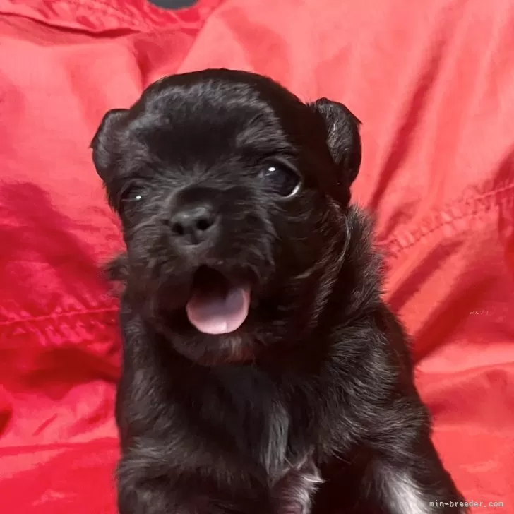 ID：2410-03682の子犬