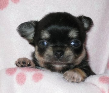 チワワ(ロング)【茨城県・女の子・2018年6月6日・ブラックタン&ホワイト】の写真「将来楽しみ 美人さんです♪」