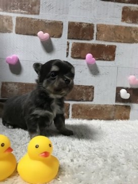 チワワ(ロング)【茨城県・男の子・2019年1月1日・ブルータンホワイト】の写真「明るい男の子」