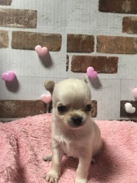 チワワ(ロング)【茨城県・男の子・2018年10月2日・ホワイトクリーム】の写真「甘えん坊な子」