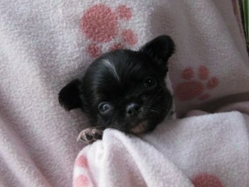 チワワ(ロング)【茨城県・男の子・2018年6月6日・ブラックタン&ホワイト】の写真「元気で優しい男の子です♥」