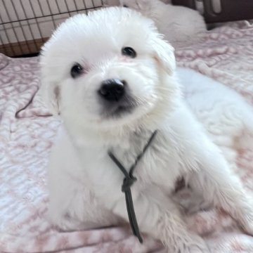 グレートピレニーズ【静岡県・男の子・2025年9月28日・ホワイト】の写真「７兄妹で誕生、末っ子君」