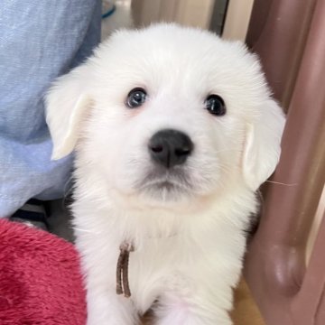 グレートピレニーズ【静岡県・女の子・2025年9月28日・ホワイト】の写真「７兄妹で誕生 第５子大きめな女の子」