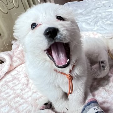 グレートピレニーズ【静岡県・女の子・2025年9月28日・ホワイト】の写真「７兄妹で誕生し女の子だと末っ子になります。」