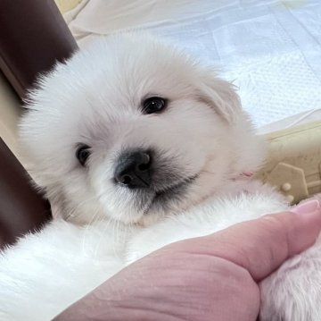 グレートピレニーズ【静岡県・女の子・2025年9月28日・ホワイト】の写真「７兄妹で誕生 第１子の長女」