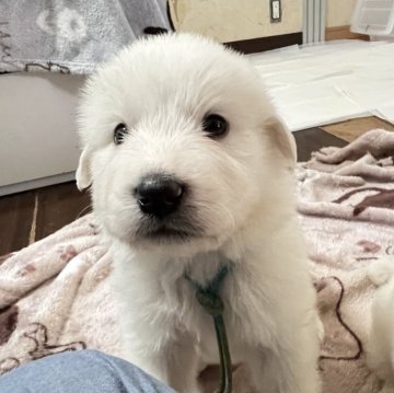 グレートピレニーズ【静岡県・男の子・2025年9月28日・ホワイト】の写真「７兄妹の第４子の長男君」