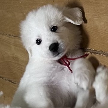 グレートピレニーズ【静岡県・女の子・2025年9月28日・ホワイト】の写真「７兄妹で誕生 第１子の長女」