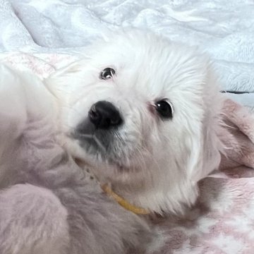 グレートピレニーズ【静岡県・女の子・2025年9月28日・ホワイト】の写真「７兄妹で誕生 第２子、おしゃべり好き」