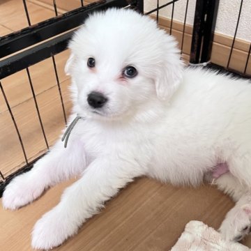 グレートピレニーズ【静岡県・男の子・2025年9月28日・ホワイト】の写真「７兄妹で誕生、末っ子君」