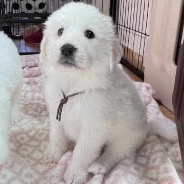 グレートピレニーズ【静岡県・女の子・2025年9月28日・ホワイト】の写真「７兄妹で誕生 第５子大きめな女の子」