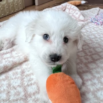 グレートピレニーズ【静岡県・女の子・2025年9月28日・ホワイト】の写真「７兄妹で誕生し女の子だと末っ子になります。」