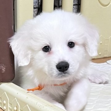 グレートピレニーズ【静岡県・女の子・2025年9月28日・ホワイト】の写真「７兄妹で誕生し女の子だと末っ子になります。」