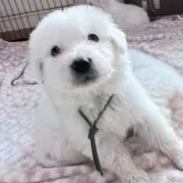 グレートピレニーズ