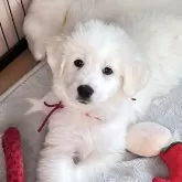 グレートピレニーズ