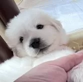 グレートピレニーズ