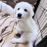 グレートピレニーズ