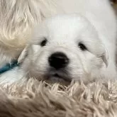 グレートピレニーズ