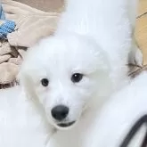 グレートピレニーズ