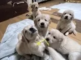 ゴールデンレトリバー【静岡県・女の子・2025年2月18日・ゴールド】の写真6