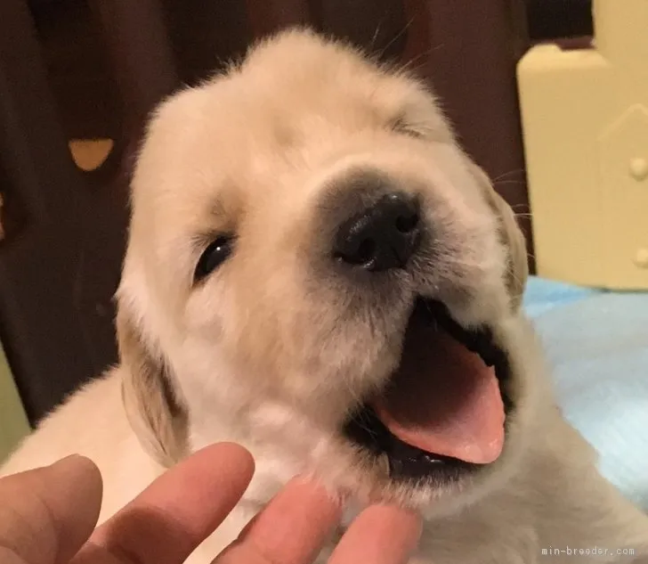 ID：1805-02038の子犬