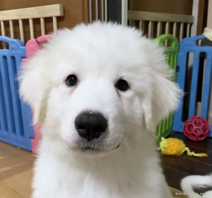 ID：2105-03382の子犬