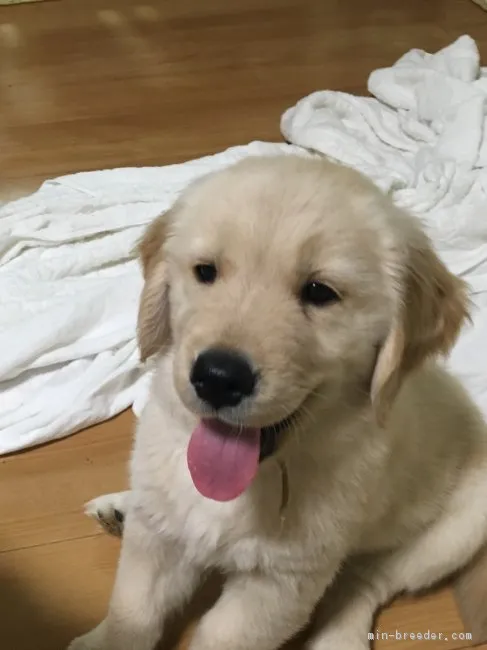 ID：1806-02011の子犬