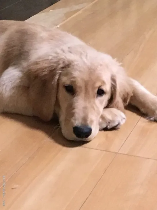 ID：1807-02065の子犬