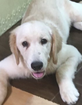 ゴールデンレトリバー【静岡県・男の子・2018年5月4日・ゴールド】の写真「元気で走るの大好きな子」