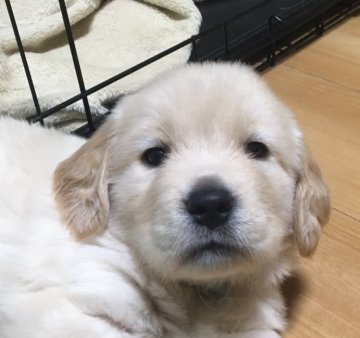 ゴールデンレトリバー【静岡県・男の子・2018年5月4日・ゴールド】の写真「頭の天辺の白が特徴的（黄緑リボン）」