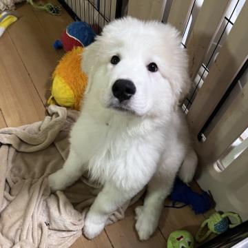 グレートピレニーズ【静岡県・男の子・2022年5月28日・ホワイト】の写真「元気な甘えん坊さん、」