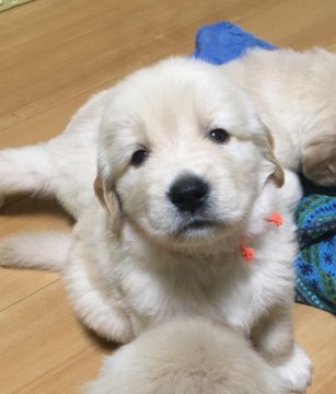 ゴールデンレトリバー【静岡県・男の子・2018年5月4日・ゴールド】の写真「おっとりな優しい子（オレンジリボン）」