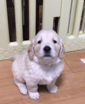 ゴールデンレトリバー【静岡県・男の子・2018年5月4日・ゴールド】の写真「マイペースな男の子（水色リボン）」