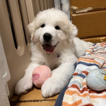 グレートピレニーズ【静岡県・男の子・2024年2月2日・ホワイト】の写真「にこにこ癒しキャラ」