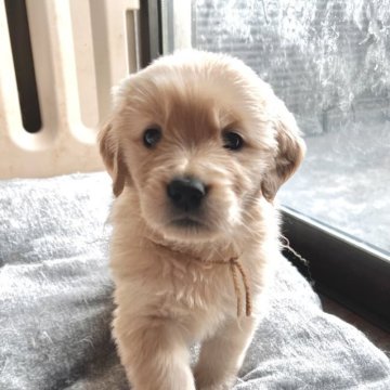 ゴールデンレトリバー【静岡県・女の子・2023年1月2日・ゴールド】の写真「８匹兄妹で賑やか」