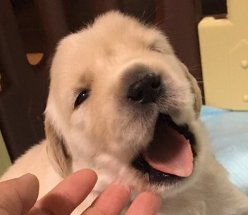 ゴールデンレトリバー【静岡県・女の子・2018年5月4日・クリーム】の写真「お母さん似な美人系かも（ピンクリボン）」