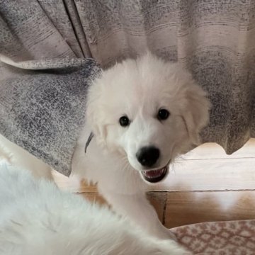 グレートピレニーズ【静岡県・男の子・2024年2月2日・ホワイト】の写真「日に日に大きく立派に」