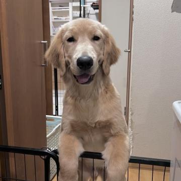 ゴールデンレトリバー【静岡県・男の子・2022年5月21日・ゴールド】の写真「男の子らしく元気な子」