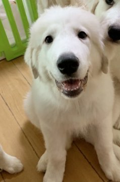 グレートピレニーズ【静岡県・男の子・2021年5月7日・ホワイト】の写真「大きな身体で甘えてくれます」