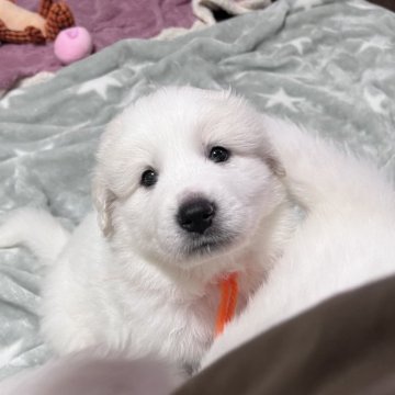 グレートピレニーズ【静岡県・女の子・2024年3月30日・ホワイト】の写真「末っ子の女の子」