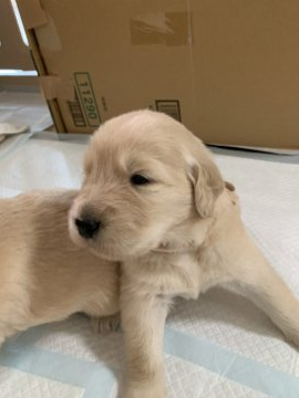 ゴールデンレトリバー【静岡県・男の子・2019年4月19日・ゴールド】の写真「両親犬明るくて人好きな子達」