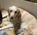 ゴールデンレトリバー【静岡県・女の子・2018年5月4日・クリーム】の写真5「５月６日撮影　お母さん犬」