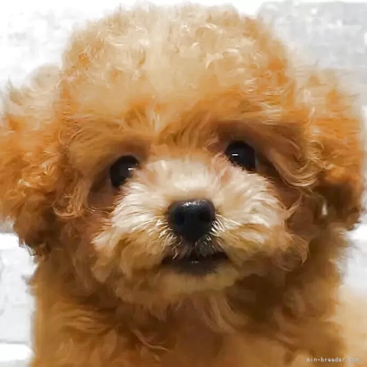 ID:2507-07176の子犬