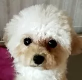 ティーカッププードル