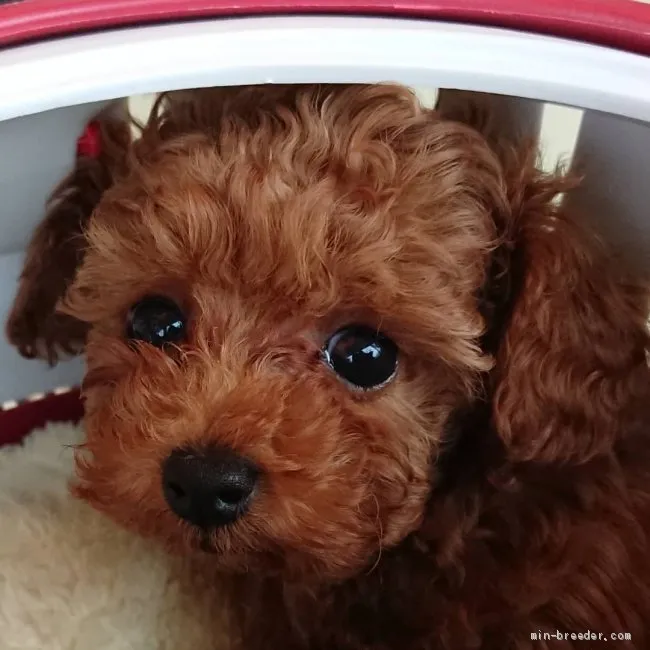 ID：2101-00696の子犬