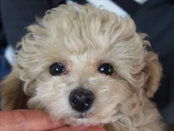 ID：1702-01539の子犬