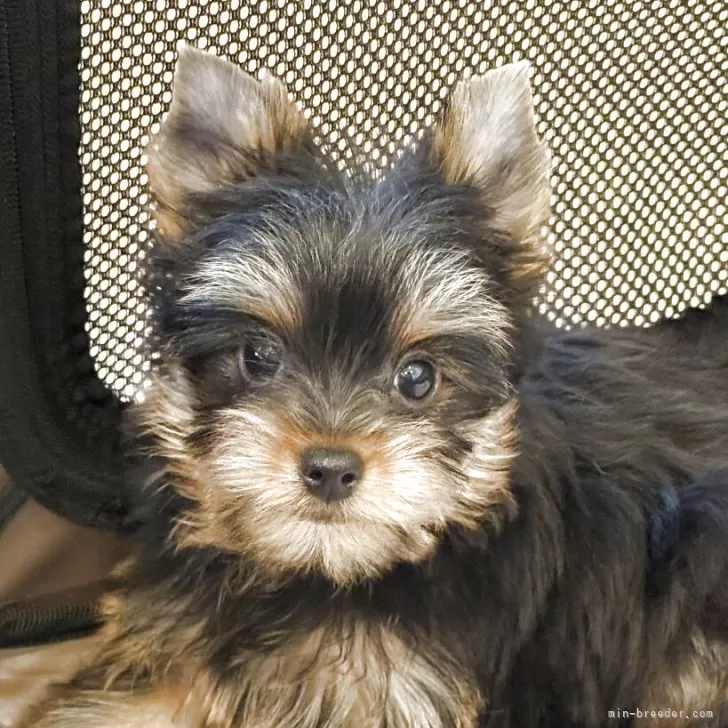 ID:2507-05767の子犬